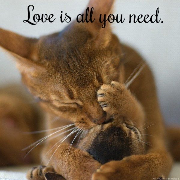 Love is all you need. photo 2deefde4-7626-4408-a788-95d431d2f992_zpsb3seb7cn.jpg