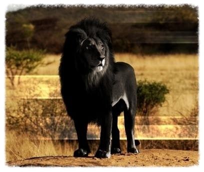 black lion photo black20lion_zpsyrwqwbfm.jpg