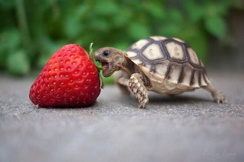 nomnomnom photo TinyFierceTurtle_zpsf8b88ffa.jpg