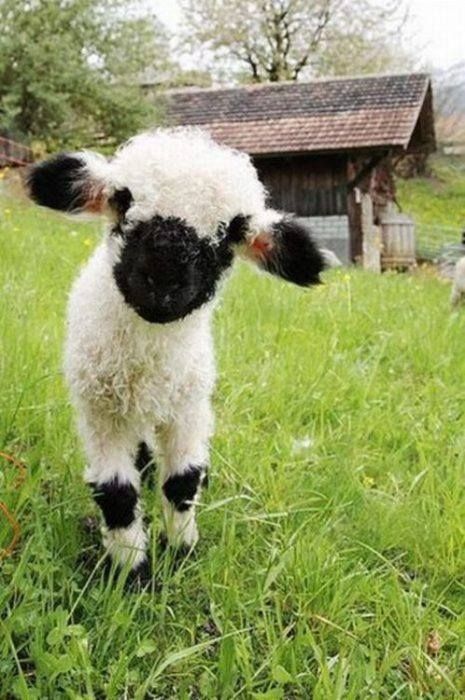  photo Valais Blacknosed Sheep Swiss_zpsljnmtplx.jpg