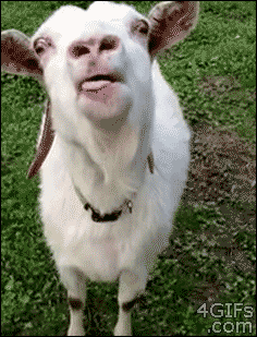  photo goat licking gif_zpsluh2eoah.gif