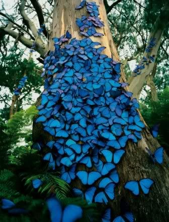 butterfly blues photo khy_zps78326dad.jpg