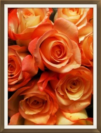 Kossack Orange Roses photo RosesCoraltippedOrange_zps4879ada9.jpg