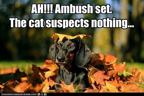 Ambush set. Cat suspects nothing... photo Ambushset_zps7b66671f.jpg