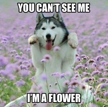 You can't see me &nbsp;I'm a flower photo CantseemeIzaflower_zps7c2cffca.jpg