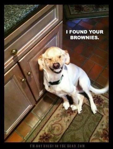 Found your brownies photo Foundyerbrownies_zps3ae599d0.jpg