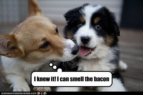 I can smell the bacon photo Ismelldabacon_zpsbd9edab5.jpg