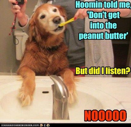 Don't get into the peanut butter! photo dontgetintothepeanutbutter_zps8725040a.jpg