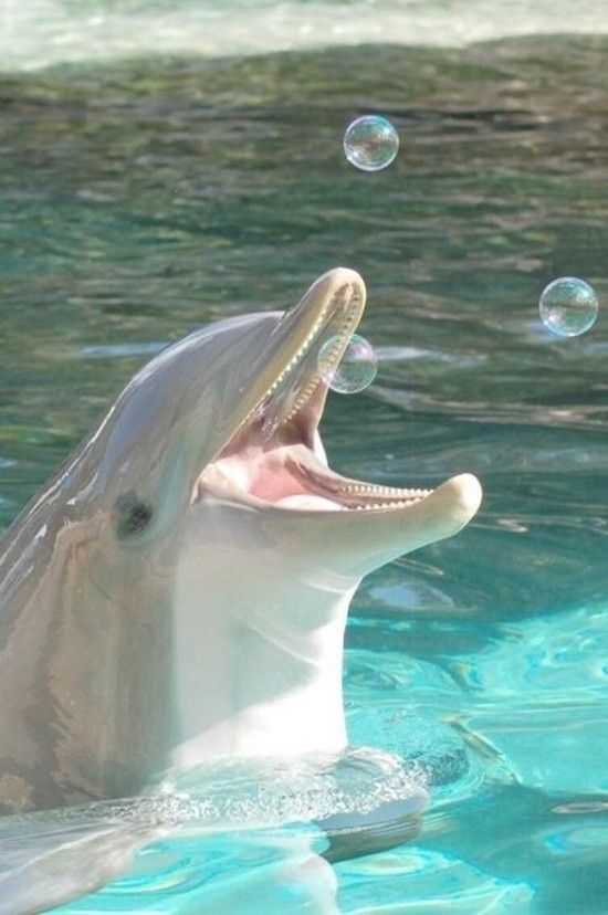  photo bubbles the laughing dolphin_zpsdlrjw9ys.jpg