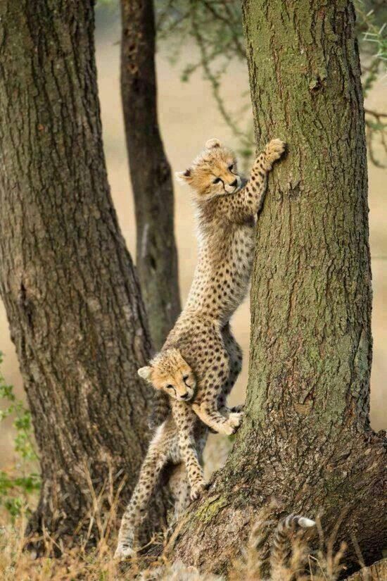  photo cheetah cubs_zpsbmnkp6lt.jpg