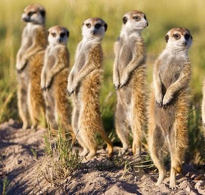 5 meerkats in a row photo group-of-meerkats-mob_zpsgiomyfin.jpg