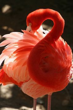 flamingo in full flummage photo 3a5a4c6693012074d5f2d06018f092ae_zpsk4iaysus.jpg