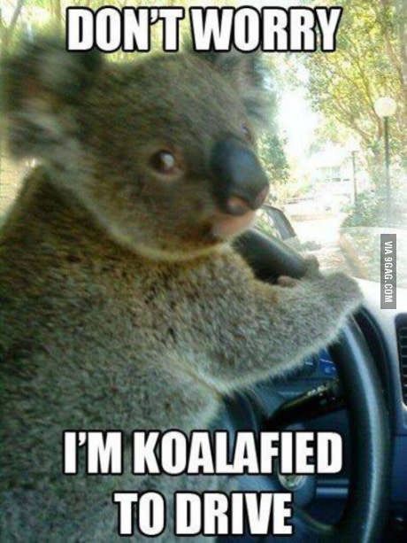 Koala-fied to drive photo koalafied_zpsmqljr4kt.jpg