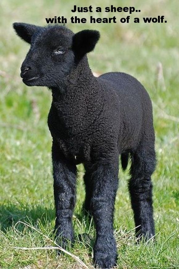 Lamb And Tyger Essay
