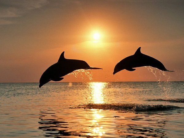 dolphins leap photo dolphins leap_zpsts7vavkv.jpg