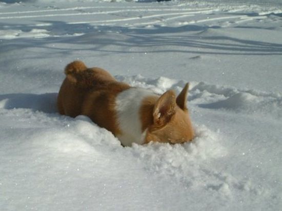 snowbound, they'll never find me photo Puppy13_zpsac8bd106.jpg