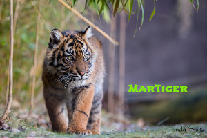 MarTiger in bamboo photo download_zpstg98rdh5.png