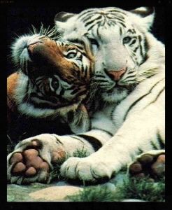 tiger couple cuddled photo Tigers_zpsc9d8bed9.jpg