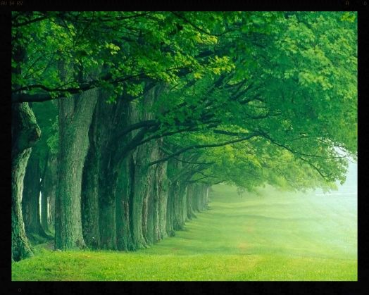tree lined mist photo green-nature-wallpaper_zps8306d067.jpg