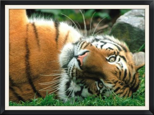 Tiger Mama photo sleepy-siberian-tiger_zps0f700253.jpg