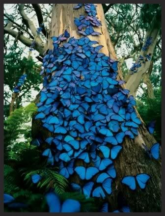 Blue Morpho Butterflies photo d6839c14-bb14-4660-b460-d63cfa920b34_zps57773a7d.jpg