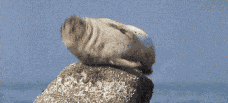 seal hiccups photo HICCUPS_zpsf4633edb.gif