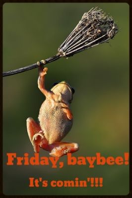 Friday, baybee! photo orangetoad_zpsf79fe7f8.jpg