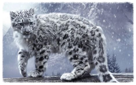 snow leopard photo snowleopard_zps5467123f.jpg