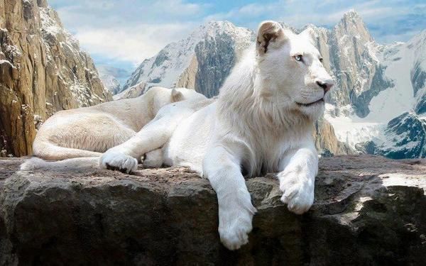 white lions photo whitelion_zps967c6c37.jpg