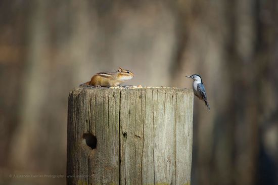  photo bird-chipmunk-meet-standoff_zpsvhfsjxkb.jpg