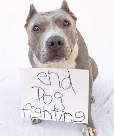 end dog fighting photo end20dog20fighting_zpsvyuz4peq.jpg