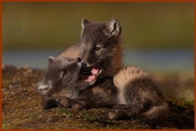 arctic fox kits photo Pienetpoikaset.jpg