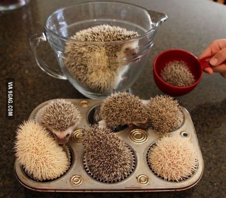  photo hedgehog cupcakes_zpseuiopl8k.jpg