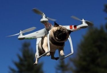 Pug Drone photo pug20drone_zpsc4rgwdbq.jpg