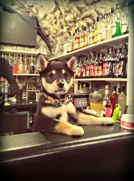  photo bartender puppy_zpsjvddkmqn.jpg