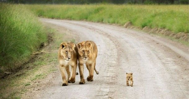  photo lions and cub_zpsjyo7lvdi.jpg
