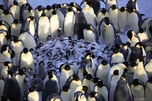  photo penguin families_zps4fqcmgw1.jpg