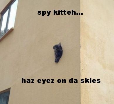 spy kitteh photo spy20kitteh_zpsrv7zg1sx.jpg