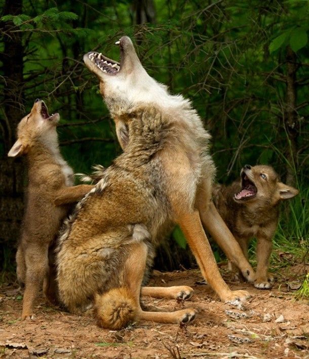 howlin' photo wolves howling_zps1wzsp0wl.jpg