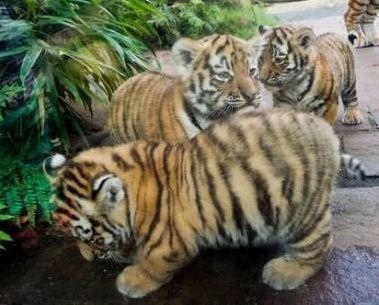 Tiger Cubs Plump photo babies_zpsibsnfyvx.jpg
