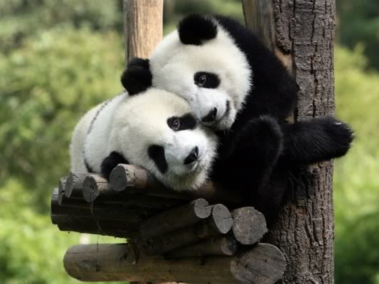  photo panda cuddles_zpsb1kh3hju.jpg