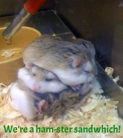 We're a hamster sandwich! photo 944a2c95-09c7-44a0-b15f-3a67c2cb826c_zpshlmlk2p9.jpg