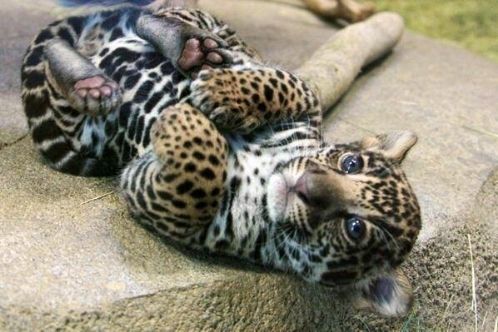 jaguar cub photo jaguar20cub_zpsfkw7n5sq.jpg
