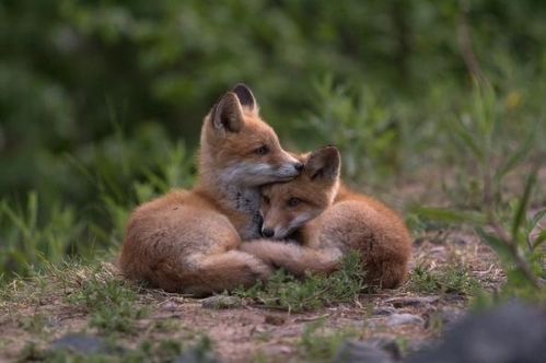 Fox Cubs in Finland photo fox20cubs20in20finland_zps7mgpcniy.jpg