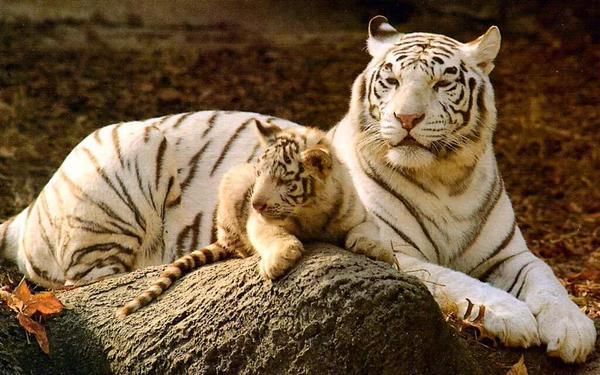 white tiger mama photo CMWuZnPWcAAM7wV_zpstj43fow0.jpg