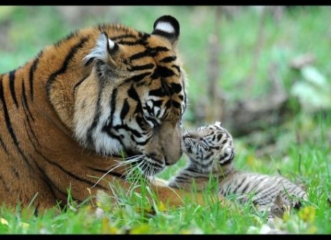Tiger Mother and Cub photo tiger-with-cubs-photos-10_zpsfdsewoko201_zpsds7ejegg.jpg