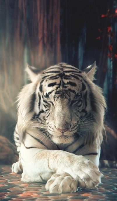 White Tiger Dreaming photo tiger20white20majestic_zpsdzyteewh.jpg