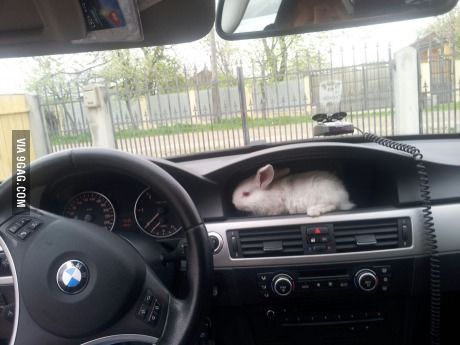 rabbit rides photo copilot_zpse93daa79.jpg