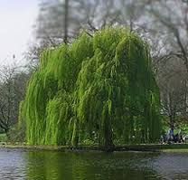 Weeping Willow photo weepingwillow_zpsbee771fa.jpg