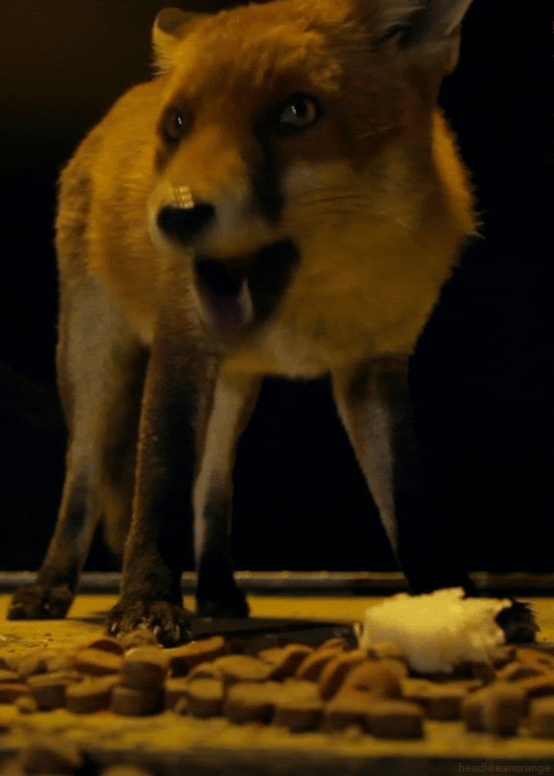 photo red-fox_zps939bfadb.gif